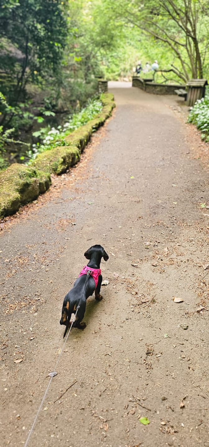 Customer photo review of Boomerang Harness - XS-M Breeds - Carminerose