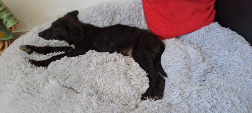 Customer photo review of Puppery Hundebett Wolke 7 - Das Original