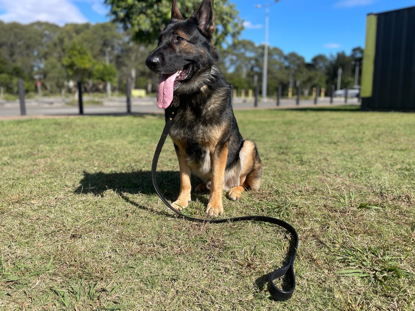 Customer photo review of Dog Lead