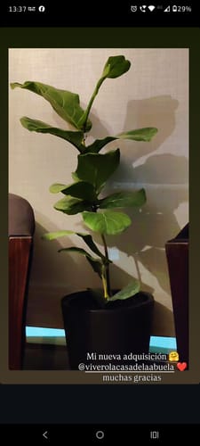 Customer photo review of Macetero EcoLuxe