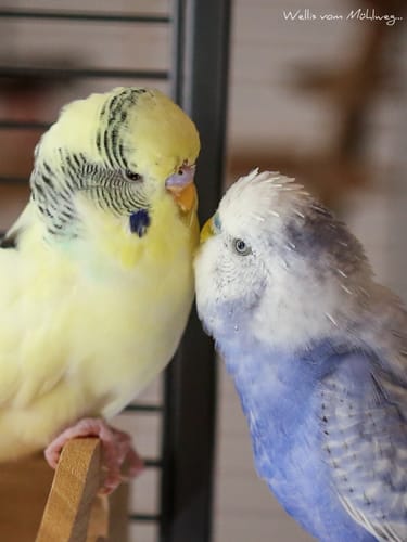 Customer photo review of Welli Mix Basilikum