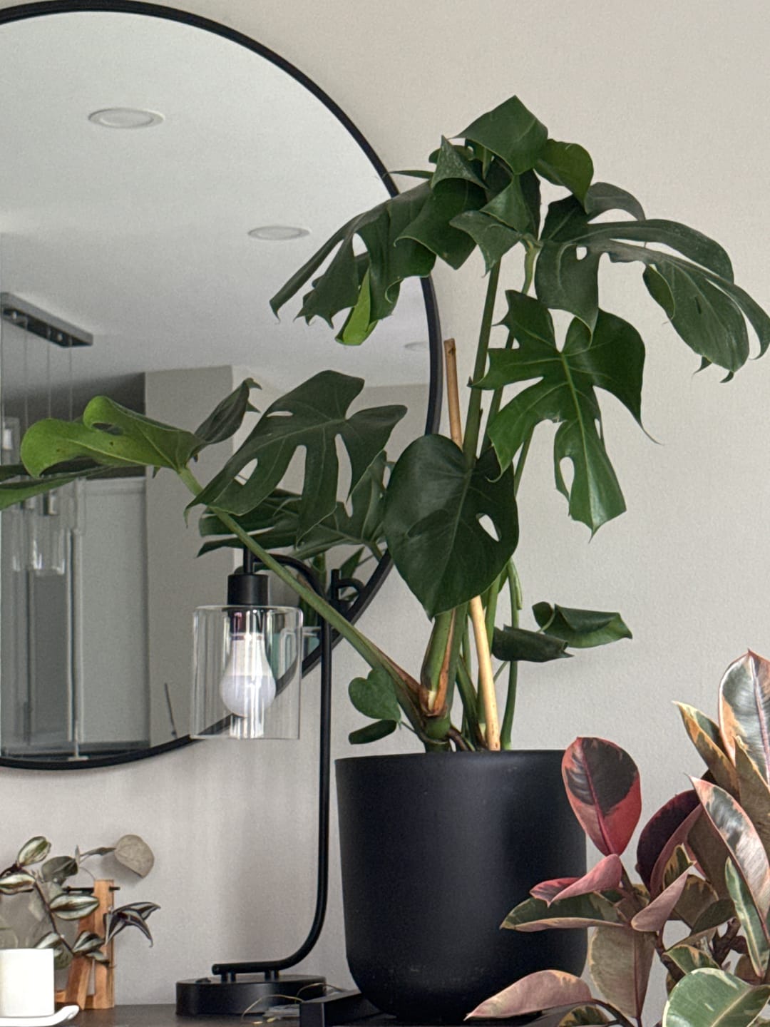 Customer photo review of Monstera Deliciosa, Swiss Cheese