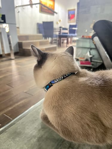 Customer photo review of Collar personalizado para Mascota: Alebrije