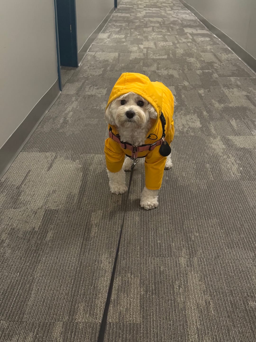 Customer photo review of Nylon Coverall