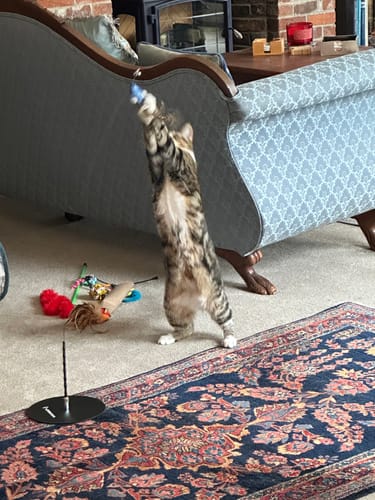 Customer photo review of Interactive Bird Simulation Cat Toy Hybrid Bundle