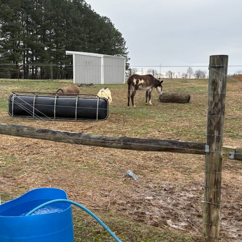 Customer photo review of Hay Chix® 2-Strand Bale Net (Small Bale Net)