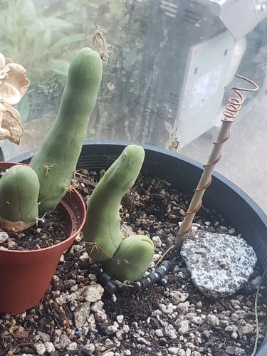 Customer photo review of Trichocereus Bridgesii Monstrose Cutting | Short Form | Type B | Penis Cactus Cutting