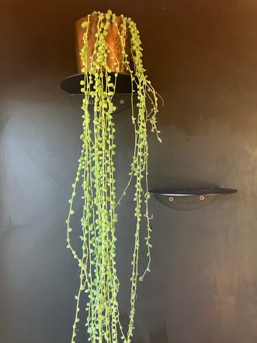 Customer photo review of FOLD Round Shelf 150