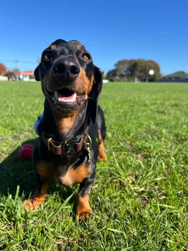 Customer photo review of Adjustable Biothane Quick Release Dog Collar