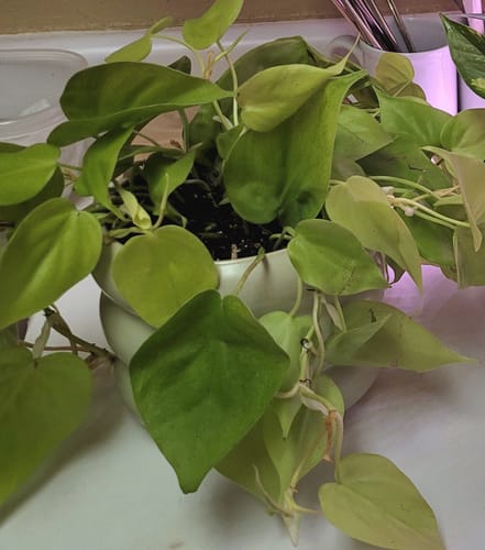 Customer photo review of Philodendron 'Neon'