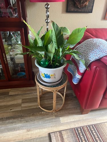 Customer photo review of Sirena Rattan Table Set