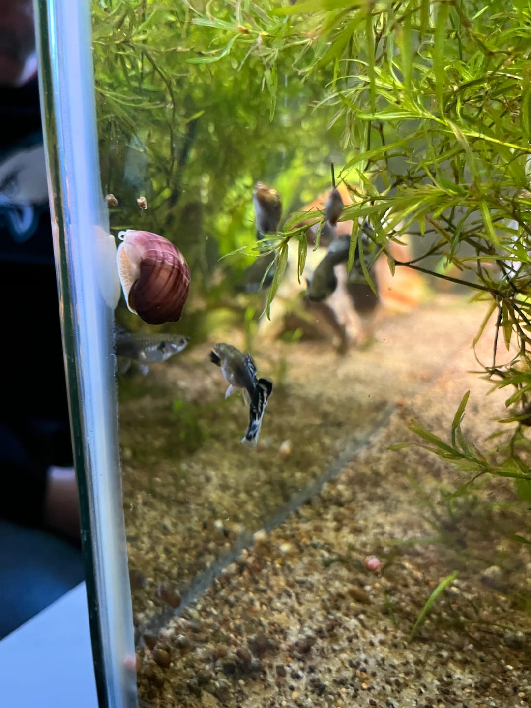 Customer photo review of Magenta Mystery Snail