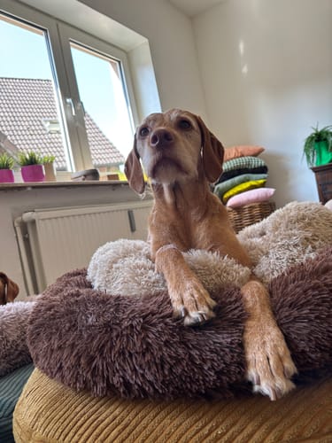 Customer photo review of Puppery Hundebett Wolke 7 - Das Original