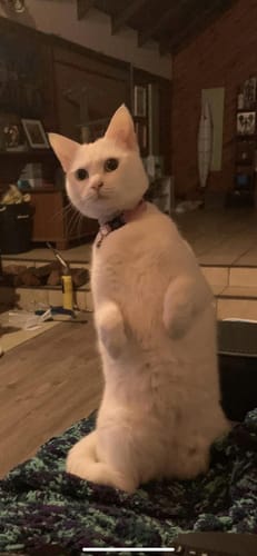 Customer photo review of 1 Month Supply – 2 Cat