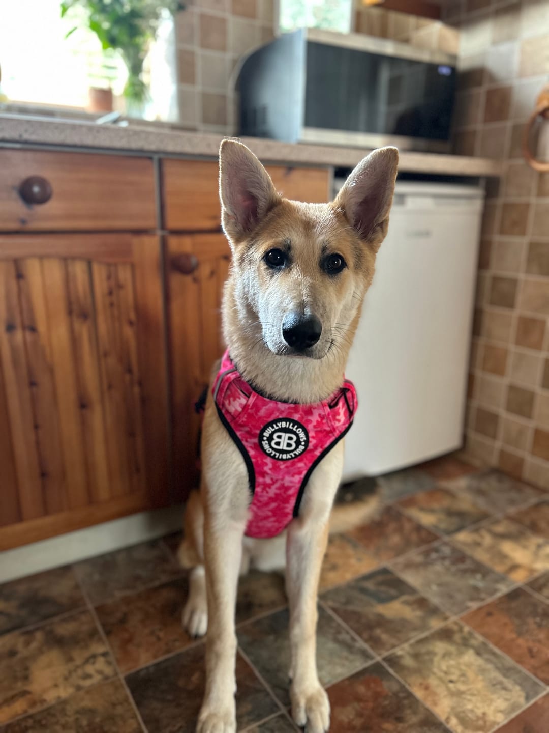 Customer photo review of Comfort Premium Harness | Non Restrictive - Bubblegum