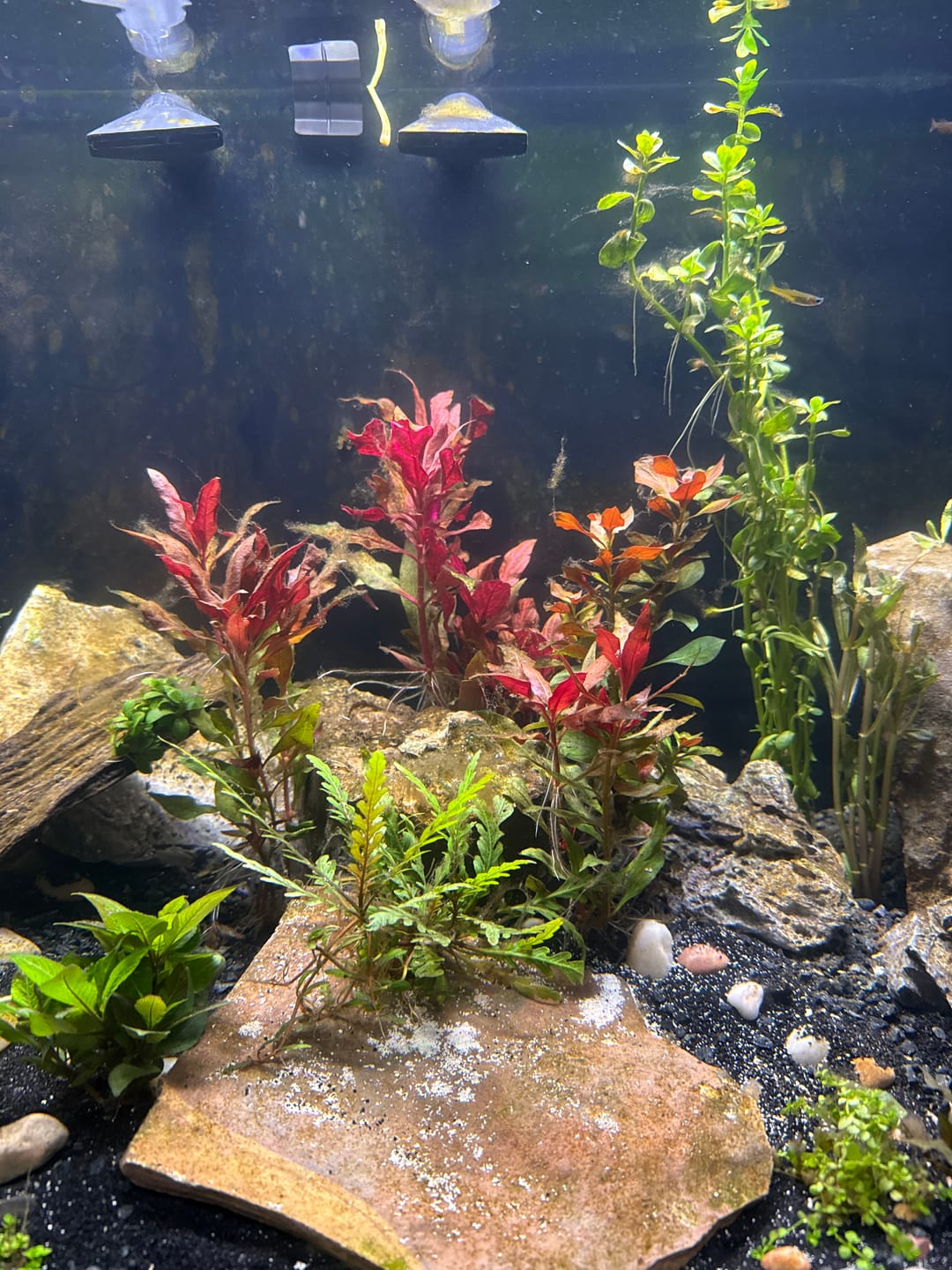 Customer photo review of Scarlet Temple  (Alternanthera reineckii)