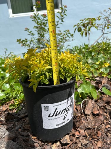 Customer photo review of Golden Mound