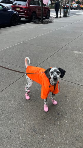 Customer photo review of Nylon Rainbreaker