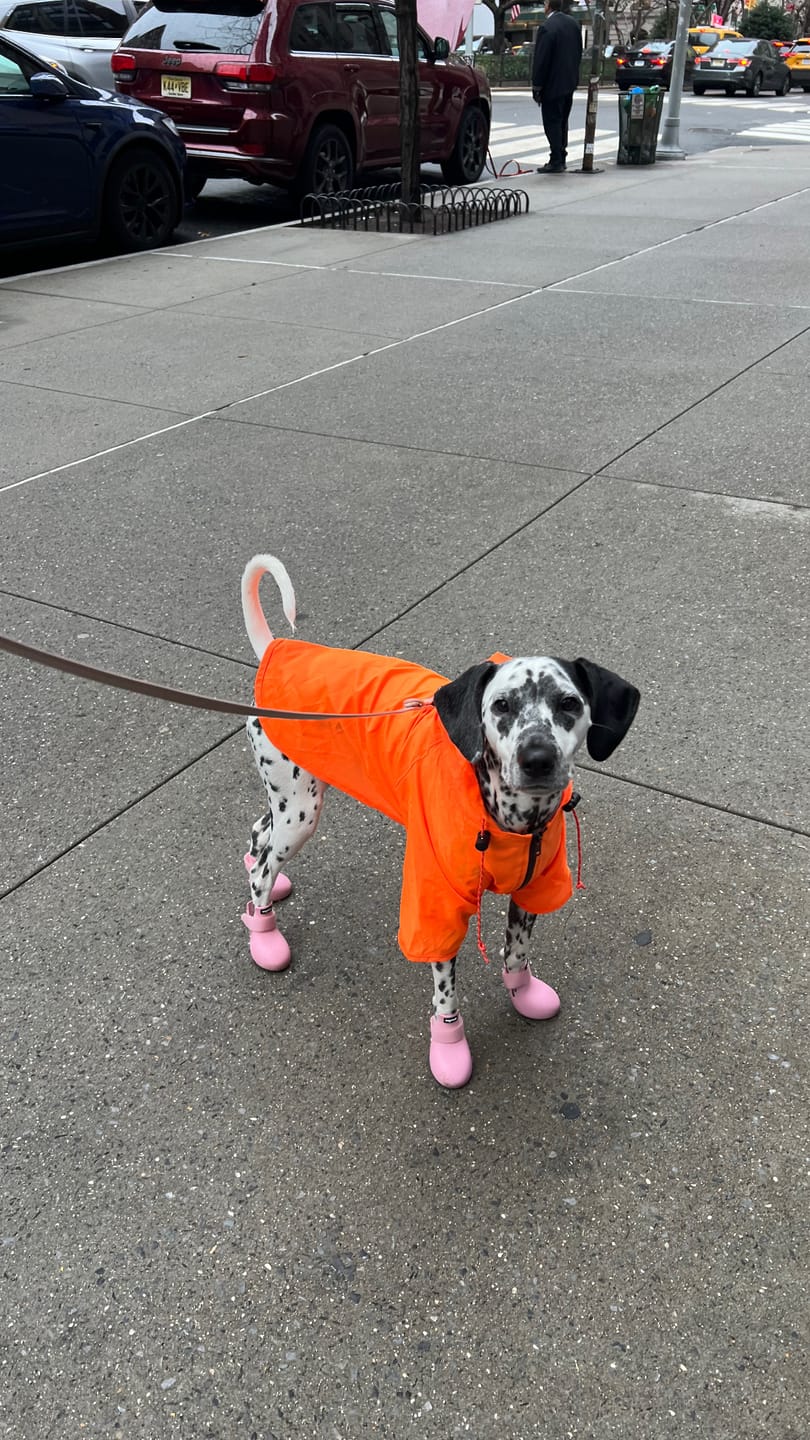 Customer photo review of Nylon Rainbreaker