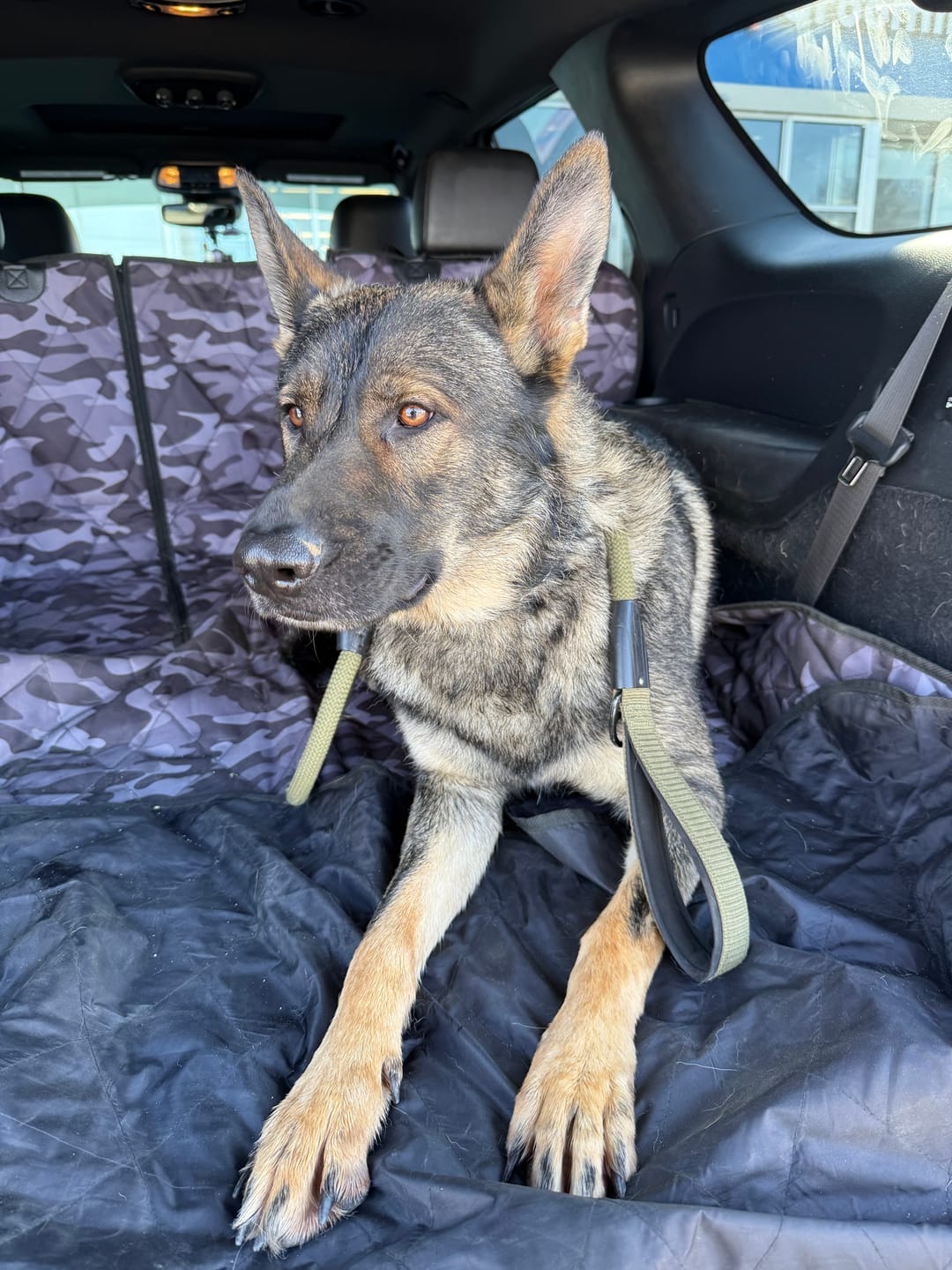 Customer photo review of SUV Cargo Liner for Fold Down Seats - Large