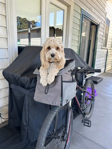 Customer photo review of All In One Pet Carrier Bag | Dog Bike Basket | Backpack for Dogs & Cats | Car Booster Seat