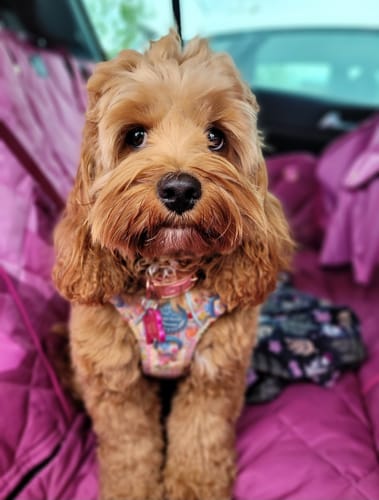 Customer photo review of Tough Trails™ Harness -  Summer Vacay