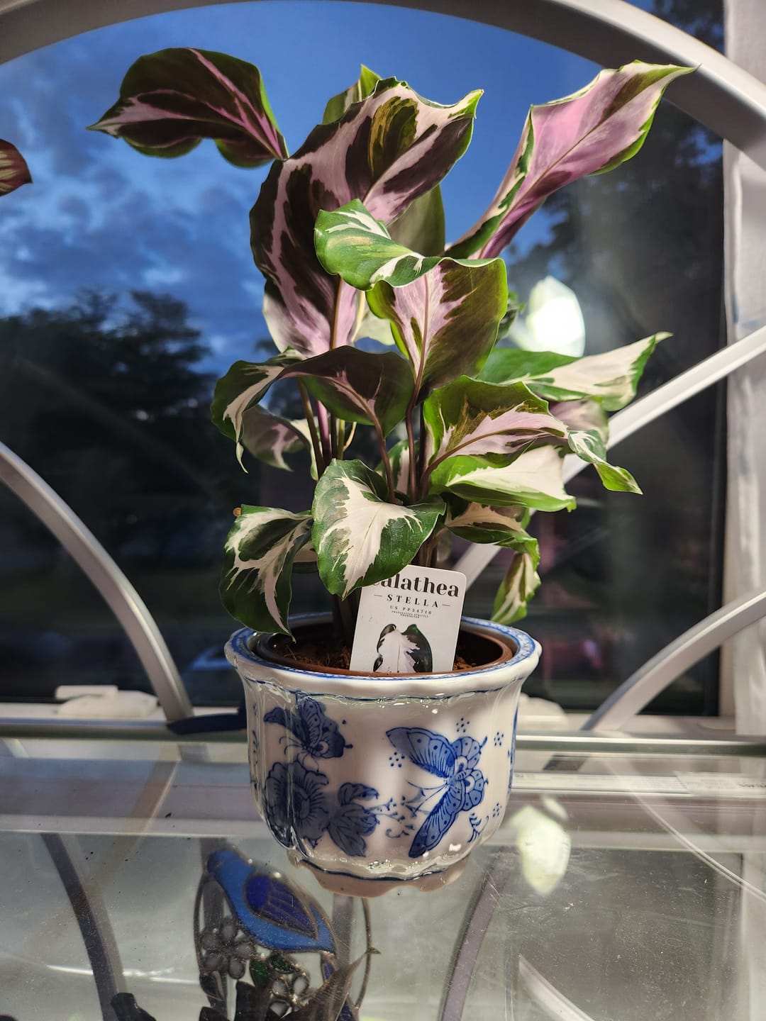 Customer photo review of Calathea 'Stella'