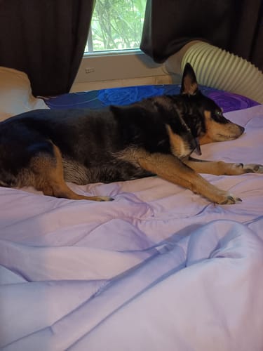 Customer photo review of The Ice Blanket