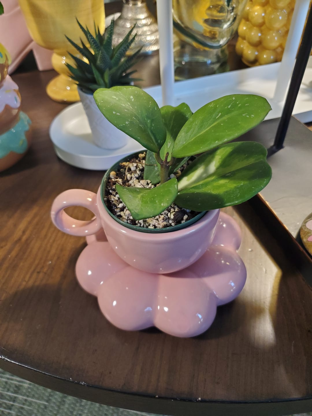 Customer photo review of Hoya obovata 'Variegata'