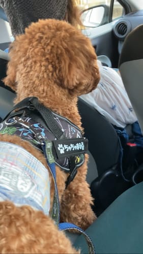 Customer photo review of FunFunPet 高機能ハーネス（お名前タグ作成サービス付き）