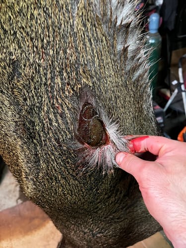 Customer photo review of Beast Broadheads - 3 Pack