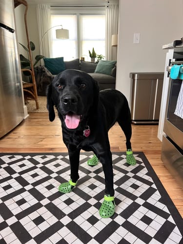 Customer photo review of WagWellies® Neon Green Mojave