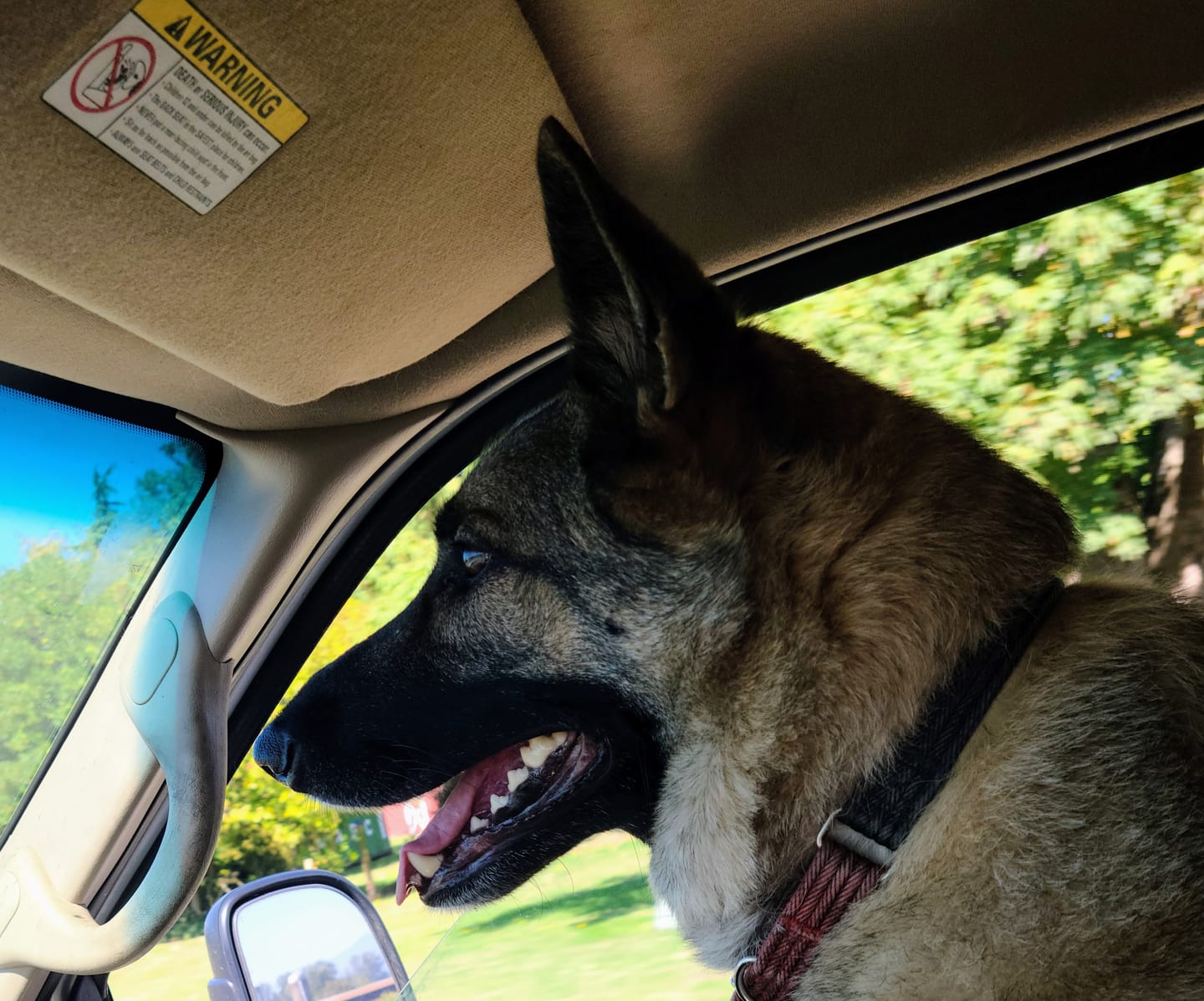 Customer photo review of 12 Inch Power Bully Sticks