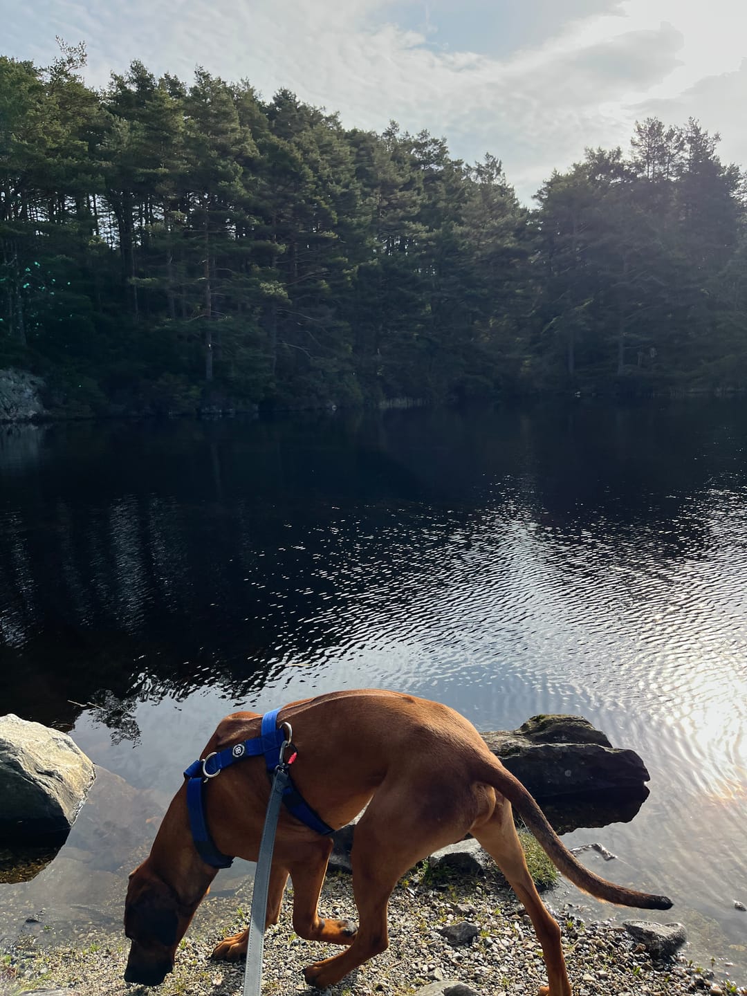 Customer photo review of Training Anti Pull TRI-Harness® | M-XL Breeds - Blue