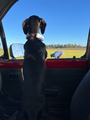 Customer photo review of Adjustable Biothane Quick Release Dog Collar