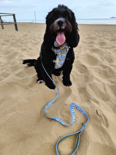 Customer photo review of Tough Trails™ Harness -  Sandy Shores