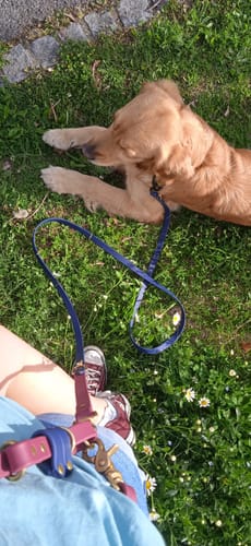 Customer photo review of Hands-Free Leash Adapter