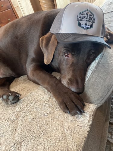 Customer photo review of [12 Pack] Embroidered Trucker Hats