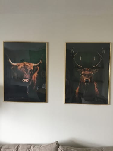 Customer photo review of Highlands Set of 2 Prints