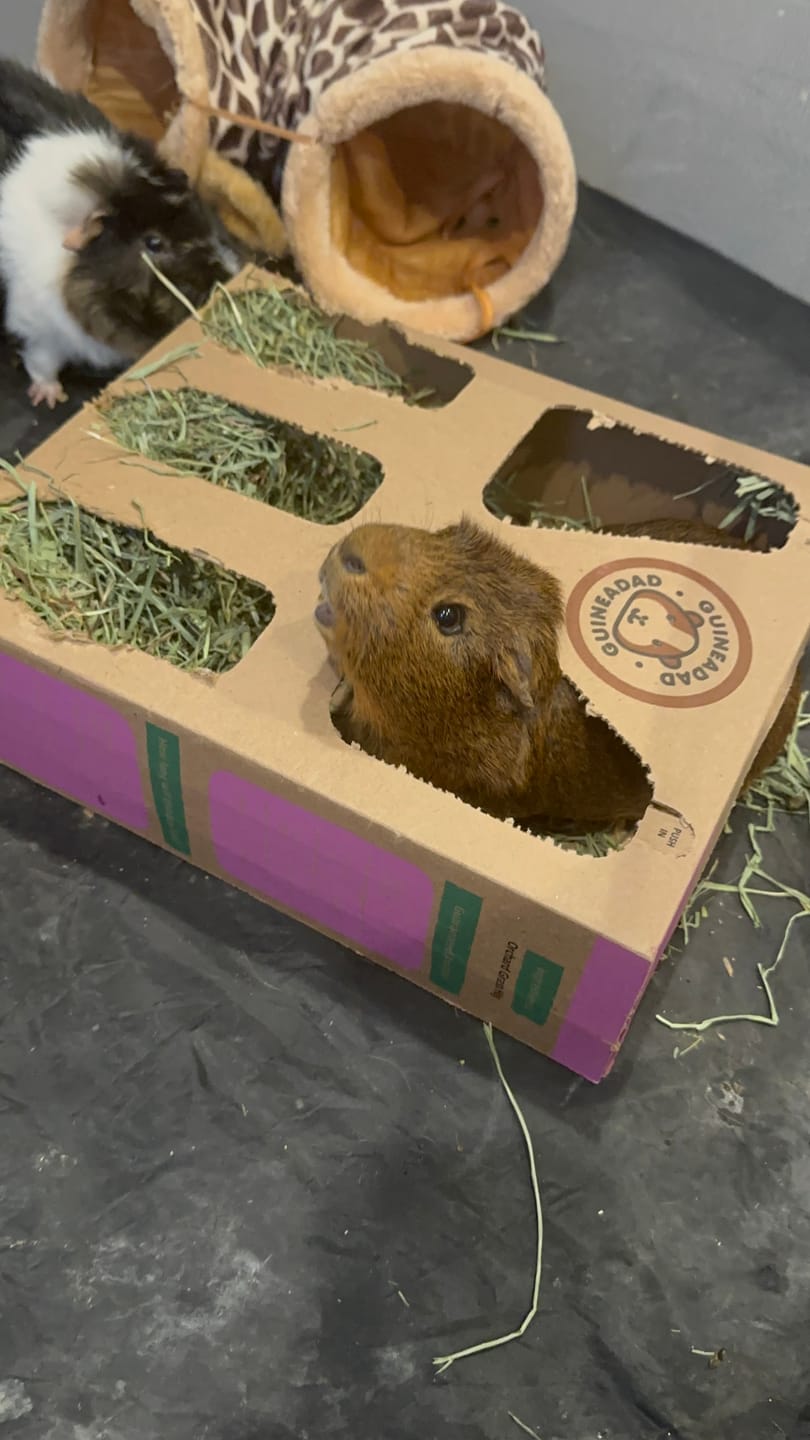 Customer photo review of Orchard Hay Box for Guinea Pigs