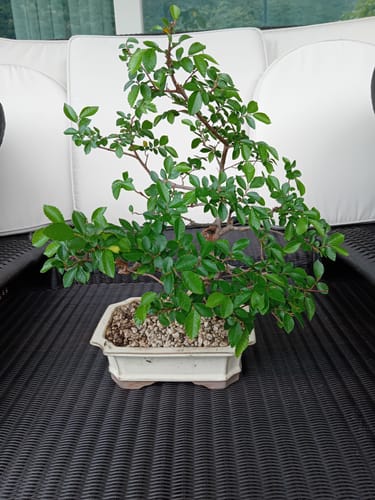 Customer photo review of BASIC CB® (substrato entry level per bonsai)