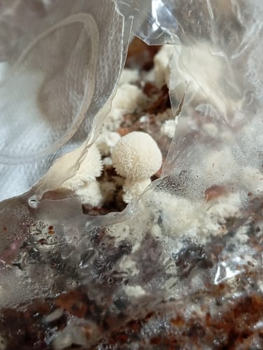 Customer photo review of Como cultivar Melenas de León - Curso Online