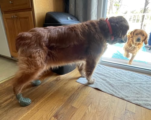 Customer photo review of WagWellie® Mojave Single