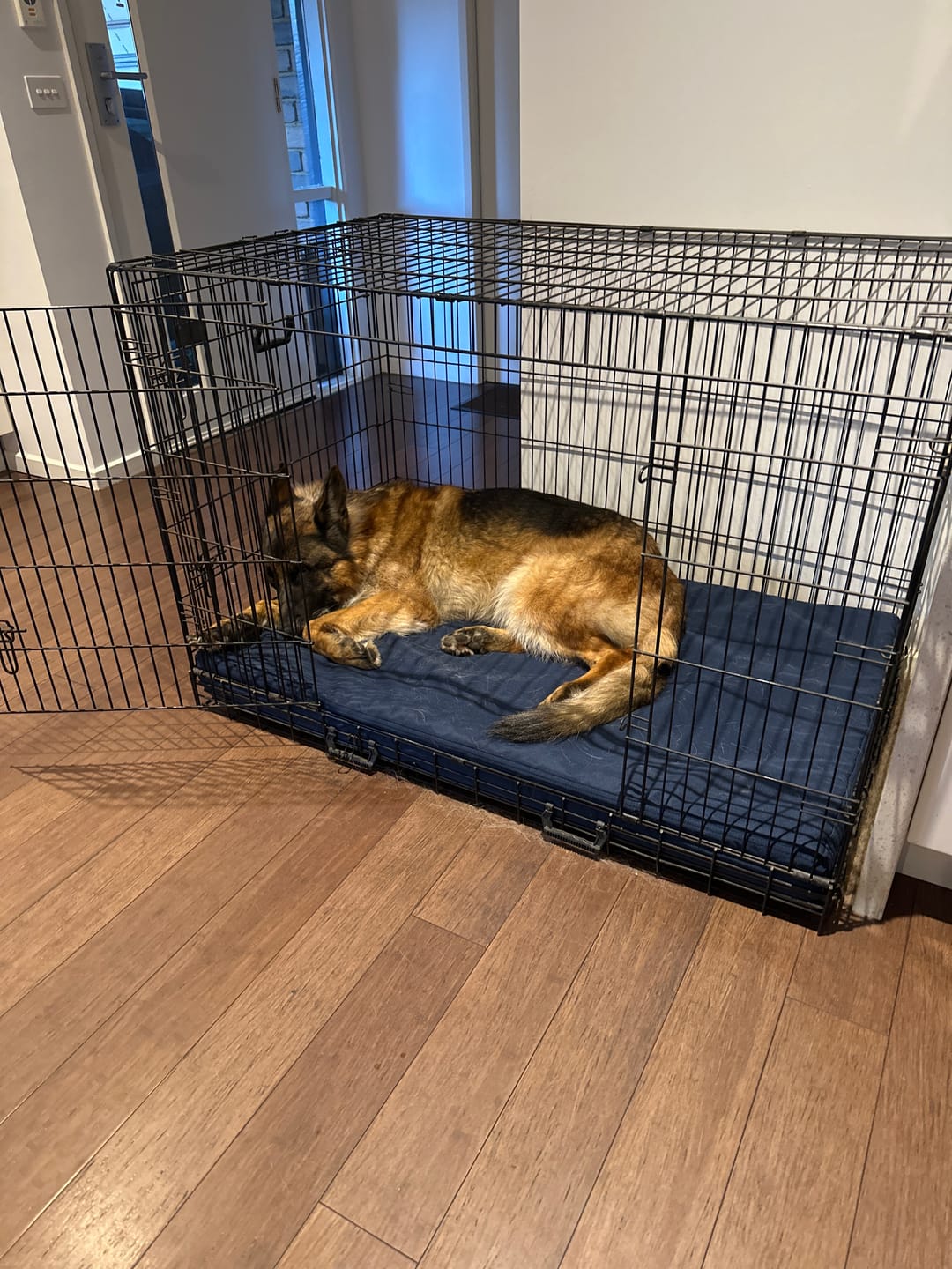 Customer photo review of Kangaroo Dog Crate Mat