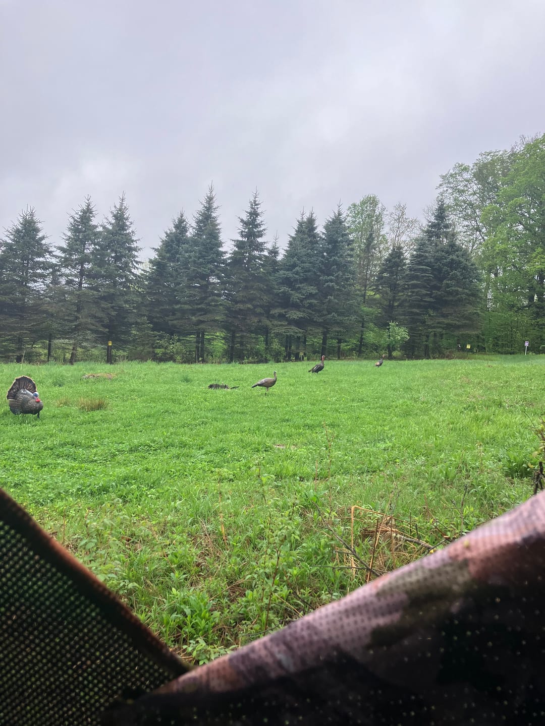 Customer photo review of VisTrilogy 4-6 Person See-Through Deer Turkey Hunting Ground Blinds