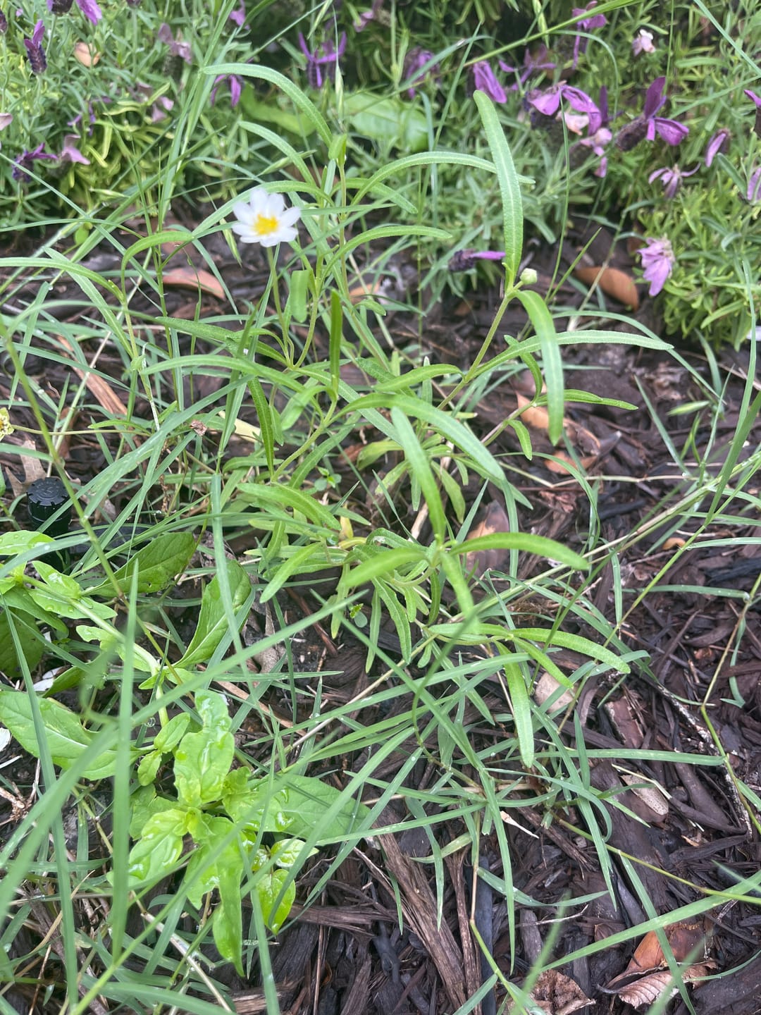 Customer photo review of Blackfoot Daisy