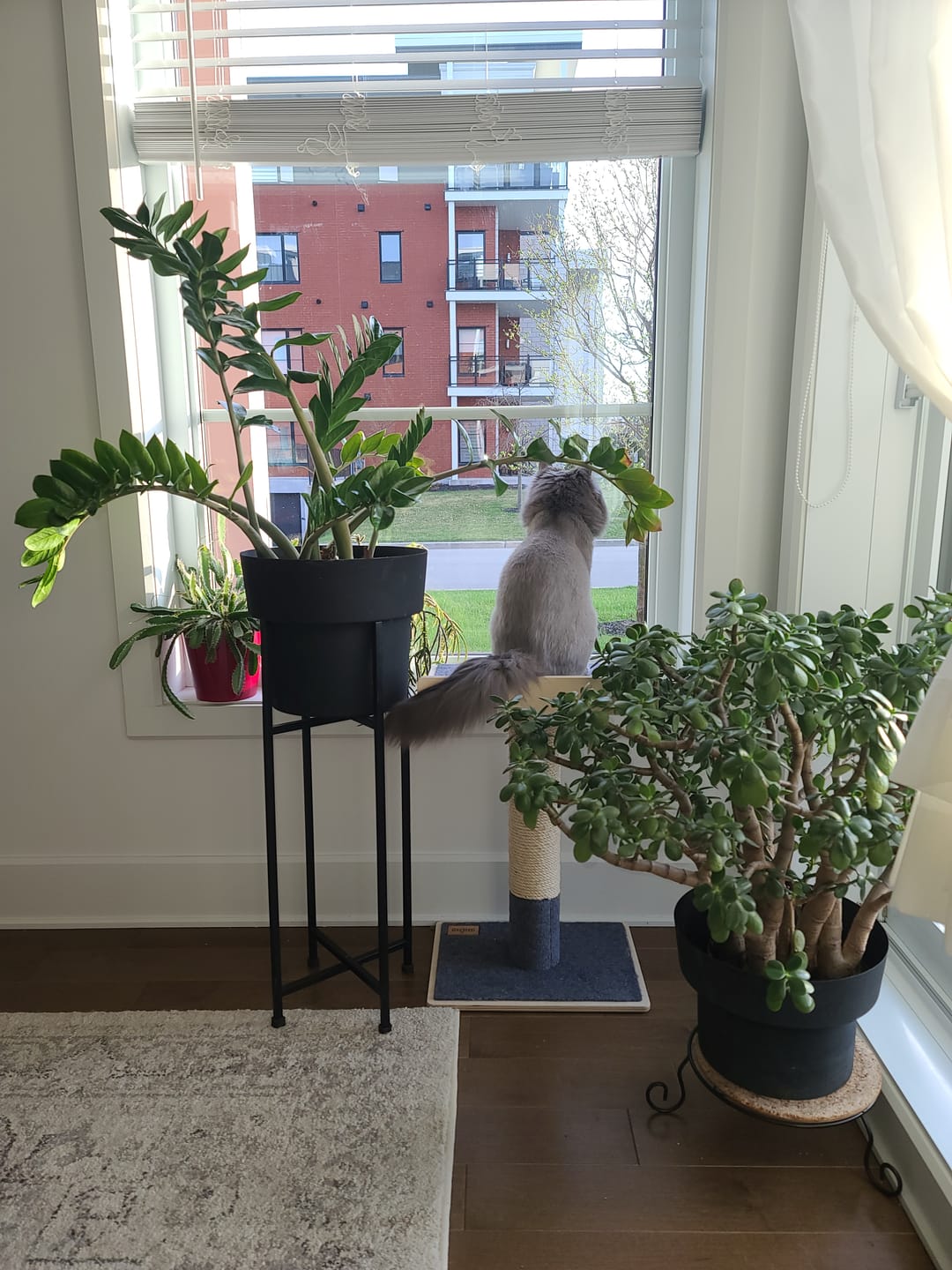 Customer photo review of Noba Modern Plywood 1-Level Cat Tree