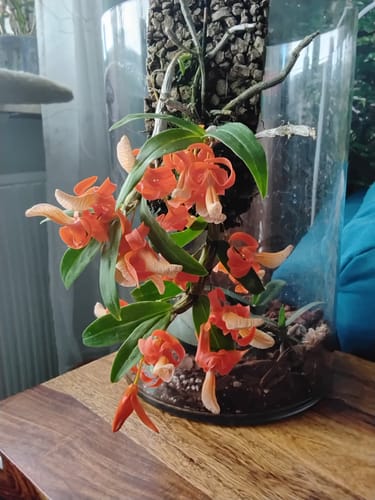 Customer photo review of Dendrobium unicum auf Kork
