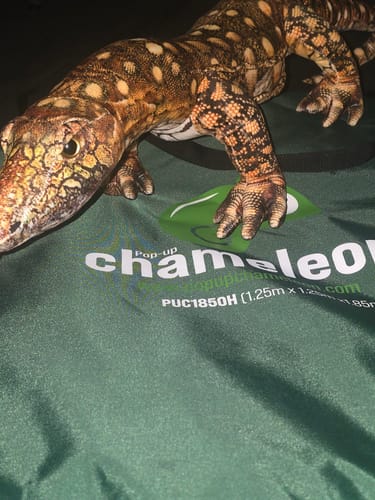 Customer photo review of Bearded Dragon Plushie