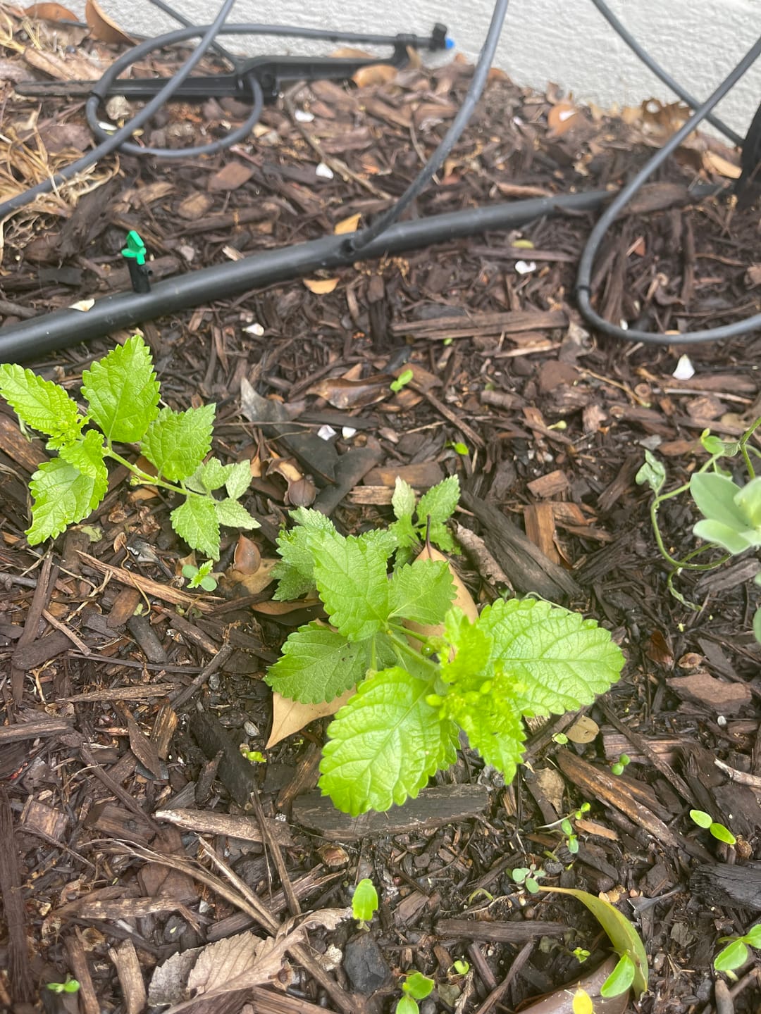 Customer photo review of Texas Lantana